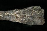 Othnielosaurus Femur w/ Stand - Bone Cabin Quarry #14729-4